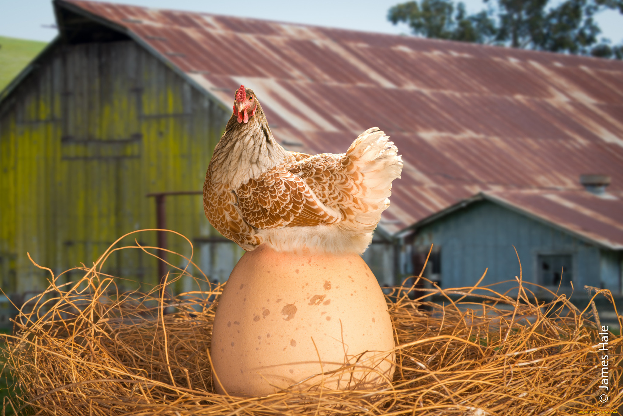 Курица неженка. Курятник Курочка Ряба. Курица с яйцами. Курица высиживает яйца. Курочка с яйцами.